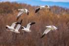 USA, New Mexico, Bosque Del Apache National Wildlife Refuge. Snow geese in flight. Art Print